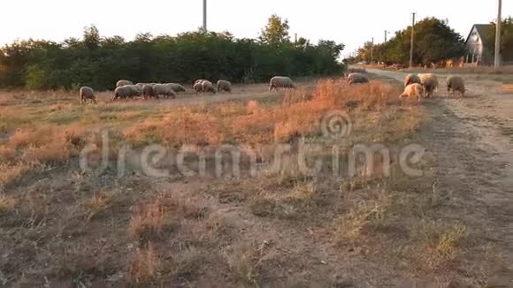 日落时分一群羊从牧场回家日落时分在乡村拍摄视频的预览图