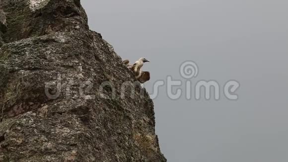 Griffon秃鹫飞离西班牙萨托德尔吉塔诺视频的预览图