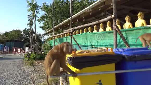 猴子试图打开垃圾桶猴子走在垃圾桶旁边彩色盒子视频的预览图