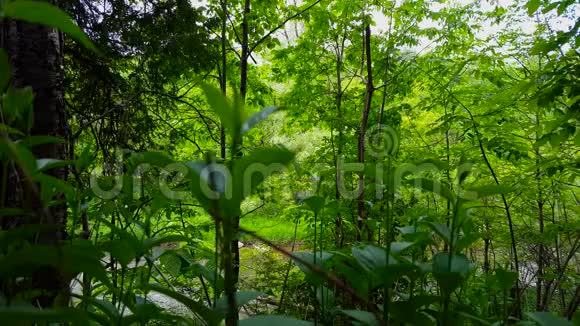 夏季被森林树木包围的背景中有美丽的河流的茂盛绿色植物从绿色看风景视频的预览图