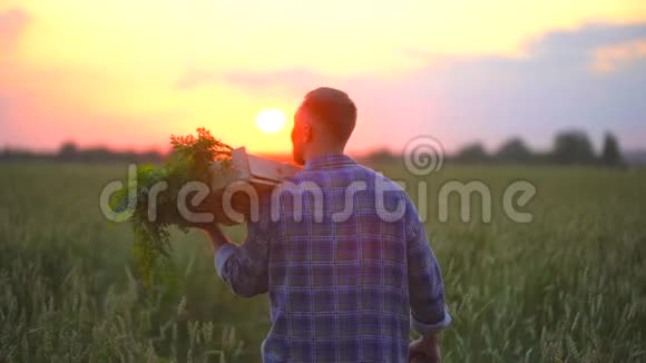 农夫背着一个箱子装满有机蔬菜的篮子在日落或日出时种上胡萝卜视频的预览图