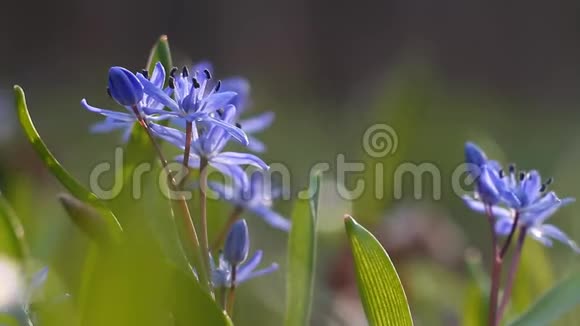 脆弱的蓝色花和花蕾在阳光明媚的春天大自然唤醒时间极端模糊的背景视频的预览图