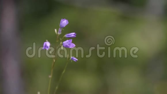 模糊背景下小野铃的特写库存录像美丽的小野花有紫色的铃铛视频的预览图