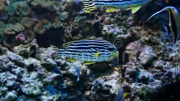 大水族馆里的彩色盐水鱼特写电影景视频的预览图