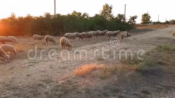 日落时分一群羊从牧场回家日落时分在乡村拍摄视频的预览图