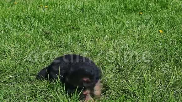 特写一只德国牧羊犬躺在绿草中视频的预览图