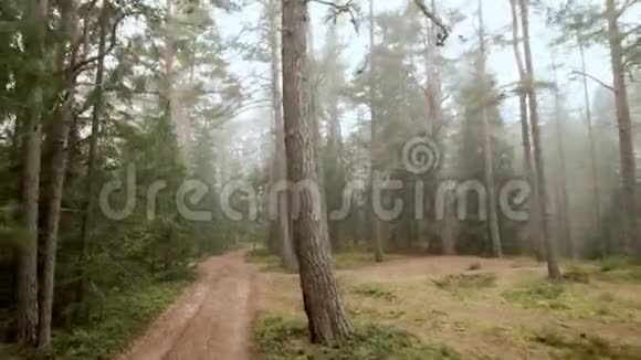 早上森林路有雾视频的预览图