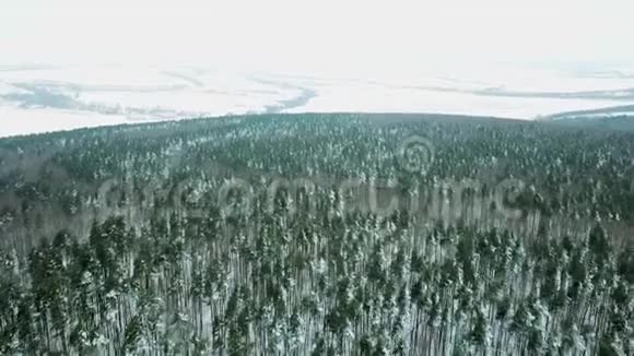 森林冬季森林冬天来了视频的预览图