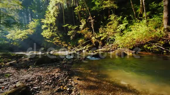 美丽的森林里纯净的溪流早晨的阳光透过树枝照耀视频的预览图