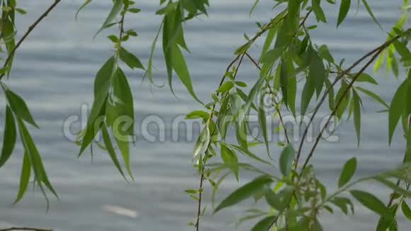 水背景上柳树的叶子视频的预览图