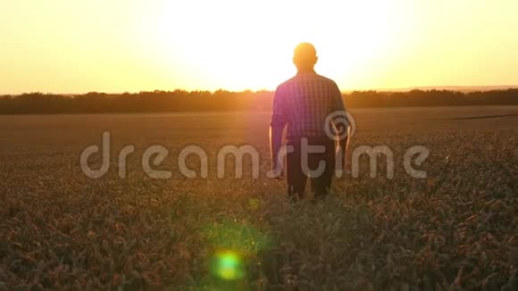 日落时一个穿着格子衬衫的年轻农民走在成熟的麦田里一个人巡视一片田野视频的预览图