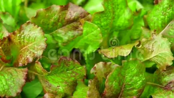 生菜特写巴达维亚生菜种植有机蔬菜视频的预览图
