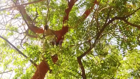 树上坐猴子的高清慢动作视频视频的预览图