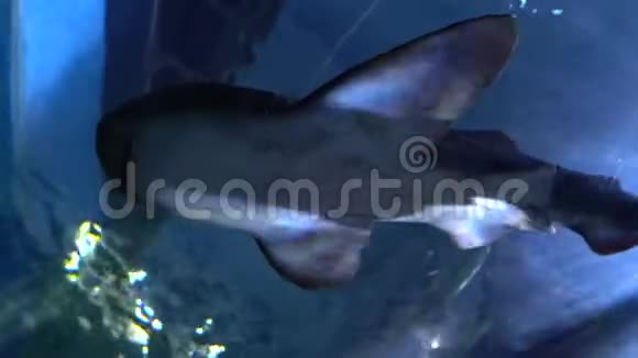 大斑马鱼在水深下游泳斑点着色鲨鱼与长尾底部视图视频的预览图