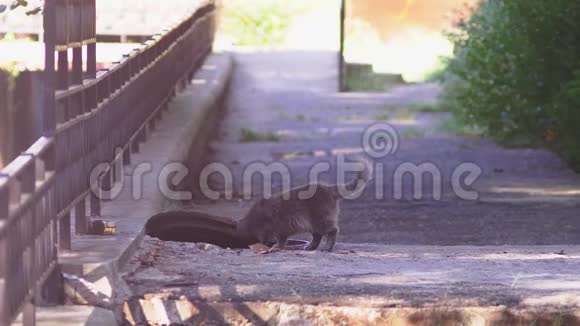 街头猫一只住在街上的猫4K视频的预览图