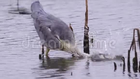 格雷海伦阿迪亚西涅雷亚在浅水中慢慢行走在一个雨天猎鱼视频的预览图