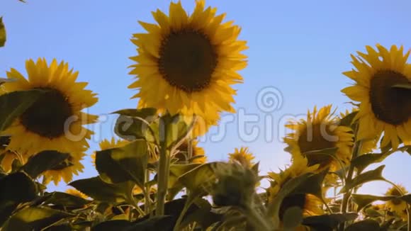 蓝天背景下的向日葵花视频的预览图