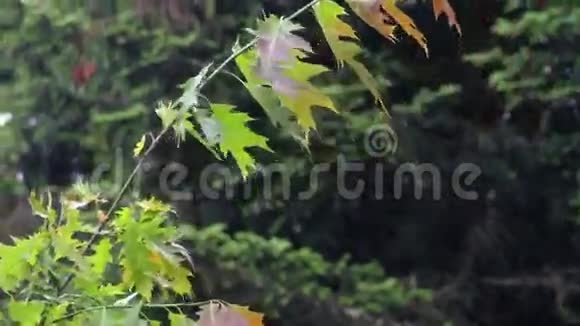 雨中的枫树视频的预览图