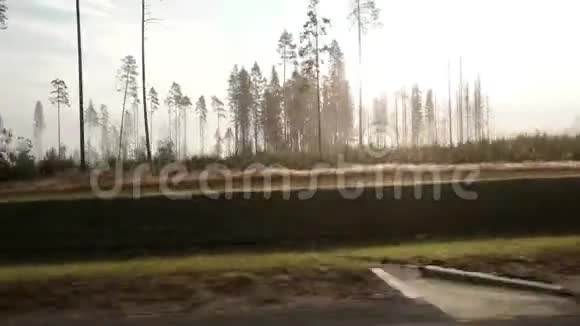 早上森林路有雾视频的预览图