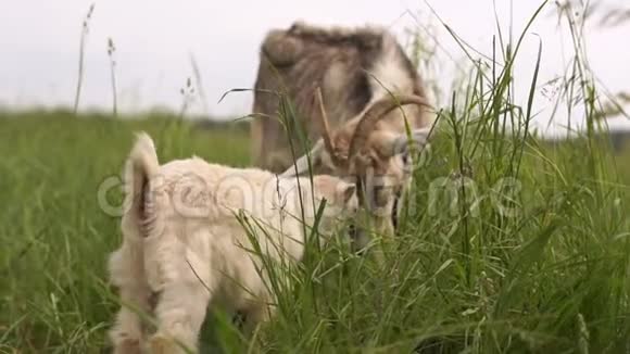 可爱的白色山羊草和它的母亲在一片绿色的草地在夏天的斯洛文尼亚视频的预览图