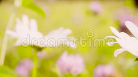 草甸上的洋甘菊花视频的预览图