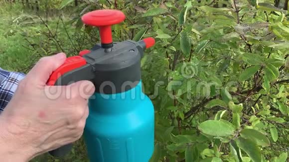 女园丁用杀虫剂内喷雾瓶喷洒果树和灌木以防治植物病虫害视频的预览图