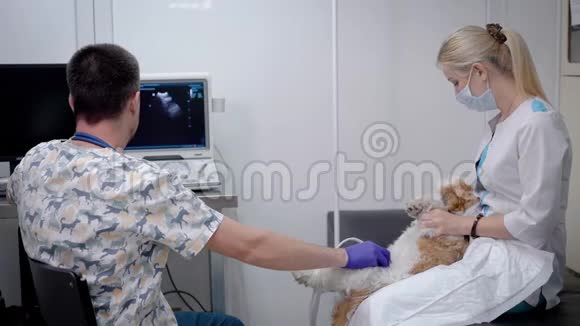 男医生正在兽医诊所为小狗做超声波扫描女助手正在给小狗做超声波扫描视频的预览图