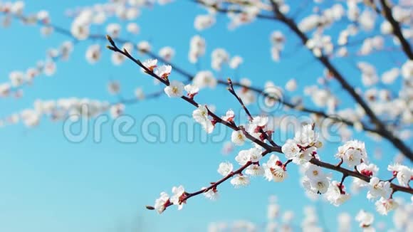 盛开的白杏枝弹簧卡四月天春天的自然视频的预览图