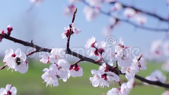 盛开的白杏枝弹簧卡四月天春天的自然视频的预览图