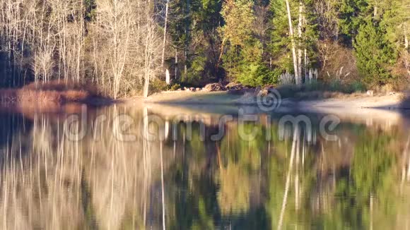 一月的树木耸立在湖面上映着水视频的预览图