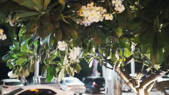 泰国绿树街道模糊的背景上开着梅花过往的车辆视频的预览图