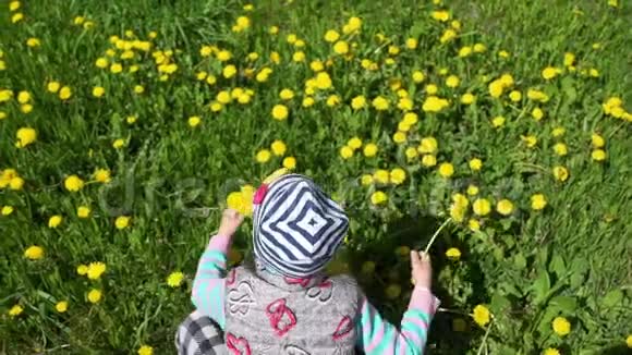 少女在蒲公英的田野上采花视频的预览图