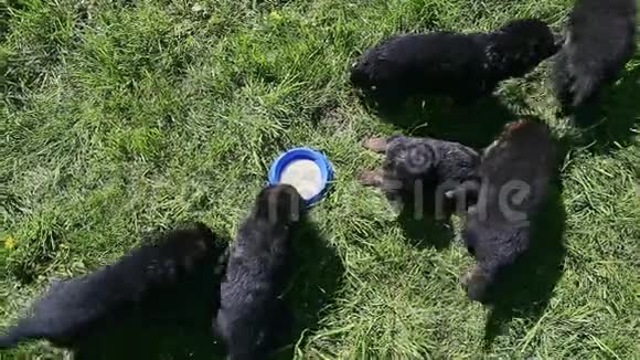 俯视图女子手举德国牧羊犬喝牛奶视频的预览图