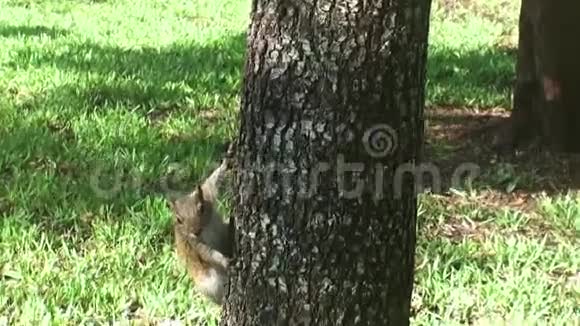佛罗里达州迈阿密佛罗里达州迈阿密海湾在城市公园里一只松鼠从棕榈树下来寻找地面上的食物视频的预览图