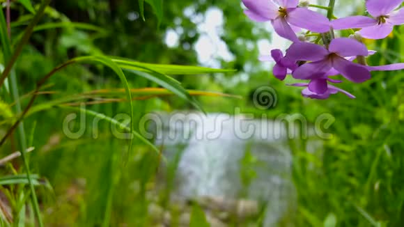 美丽的流动的河流与美丽的紫色花朵在未来的夏天紫罗兰花衬河边景视频的预览图