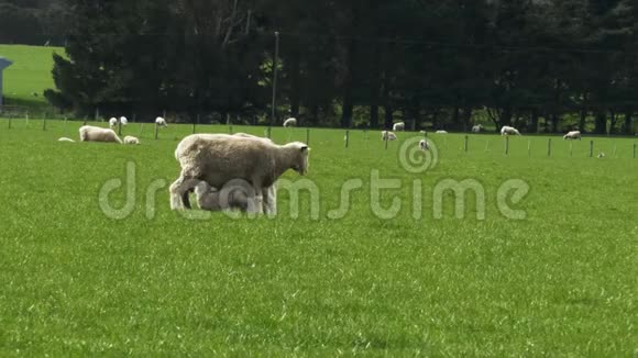 小羊从它的母亲那里吃视频的预览图