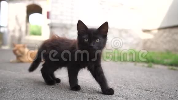 可爱的黑色小猫在夏天阳光明媚的一天在宽敞的院子里嬉戏视频的预览图