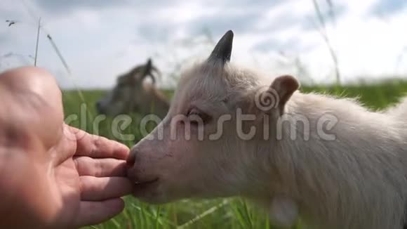 嫩白的歌蒂在夏天的一片绿色草地上舔着一只手视频的预览图
