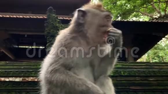 巴厘岛乌布的猴子森林里的猕猴视频的预览图
