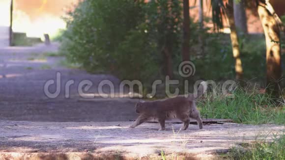 街头猫一只住在街上的猫4K视频的预览图