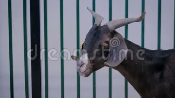黑山羊在农业动物展览会贸易展览会上的肖像视频的预览图