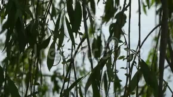 水背景上柳树的叶子视频的预览图