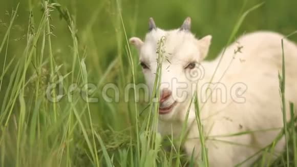 夏天在斯洛文尼亚的绿色牧场里一头毛茸茸的白羊座在享受生活视频的预览图
