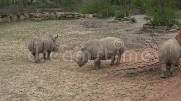 一群犀牛在吃青草视频的预览图