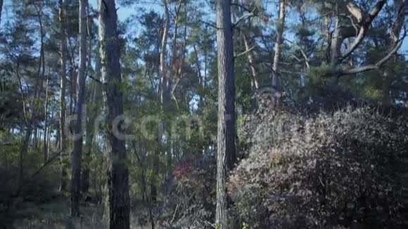 日落时保护区的老松树视频的预览图