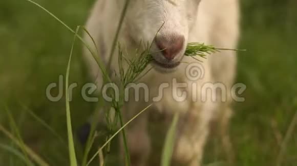 嫩白的歌女在夏日的一片绿色草地上期待着视频的预览图