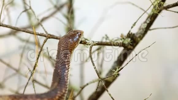 宠物老鼠蛇爬树篱视频的预览图