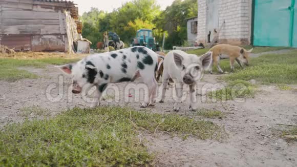 动物农场里有趣可爱的小猪小猪窝可爱的宠物视频的预览图
