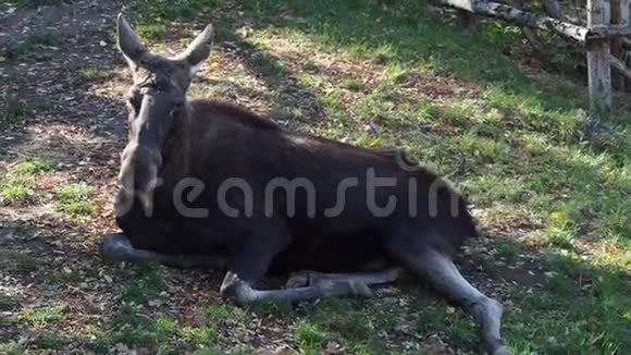 驼鹿或欧洲麋鹿休息的驼鹿视频的预览图