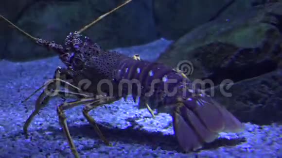 海洋生物爬行海底视频的预览图